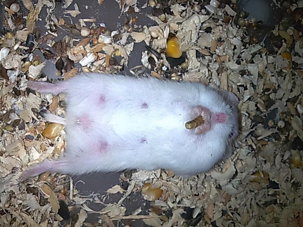 仓鼠怀孕症状图片