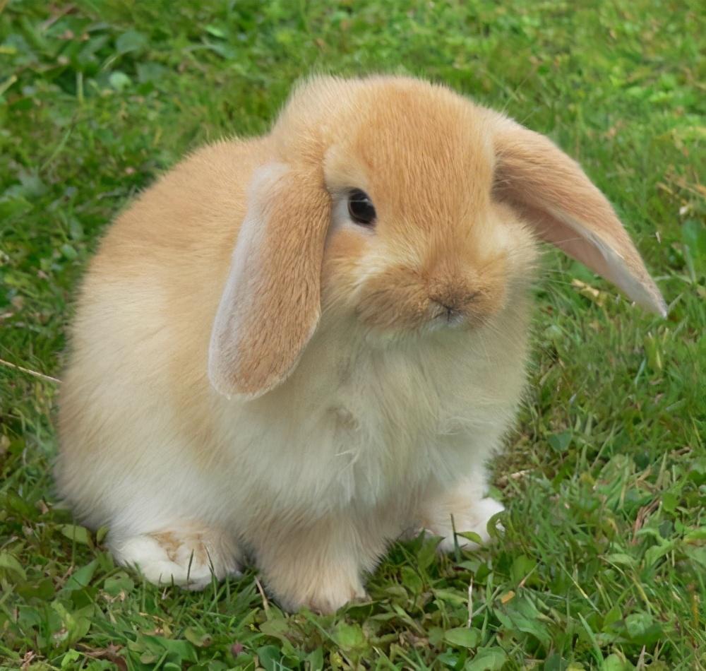 小白兔的简单介绍(兔子的外貌特征和特点)插图