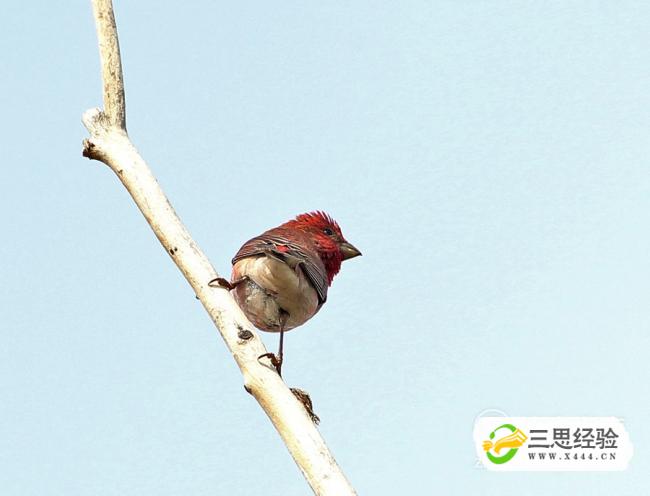 麻料鳥飼養和日常管理技巧插圖(6)