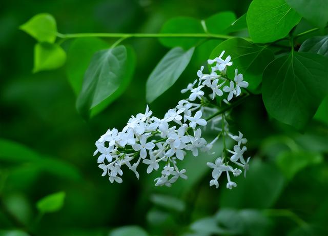 丁香花开时节_丁香花开的时候_《丁香花开》阅读理解答案