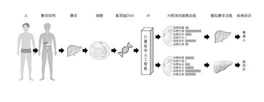 给虚拟病人试药，数字孪生模型 “算”出“新药”来-公闻财经